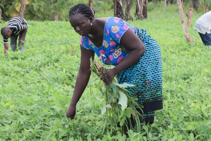 A person picking plants in a field

AI-generated content may be incorrect.