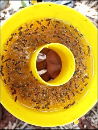 A yellow container with ants inside

AI-generated content may be incorrect.